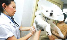 Chó, mèo cắn và bệnh dại